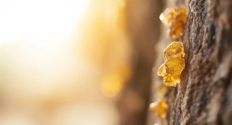 Drei Bäume, drei Harze: Warum Boswellia sacra, serrata und papyrifera nicht dasselbe sind