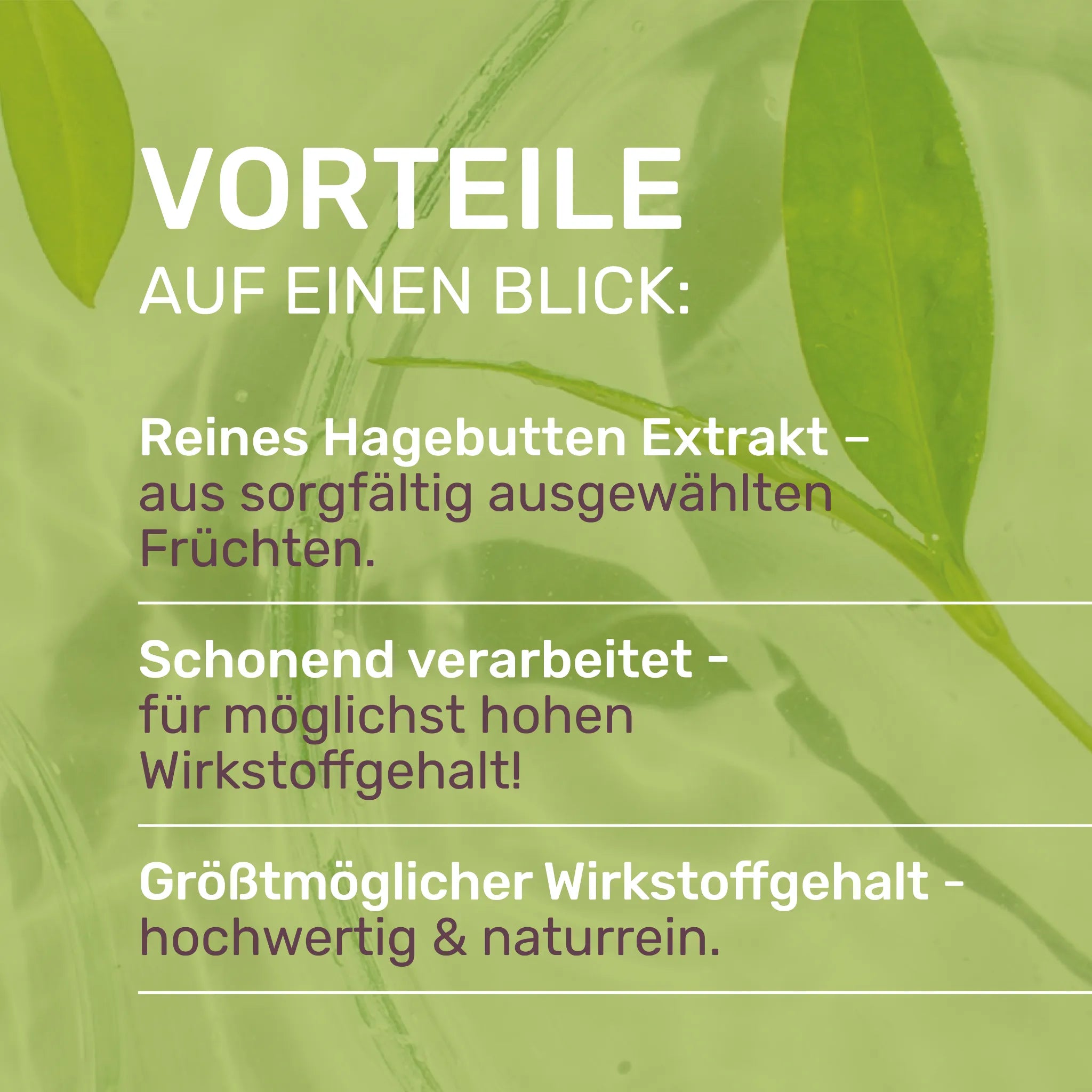 Hagebutten Extrakt Vorteile auf einen Blick 