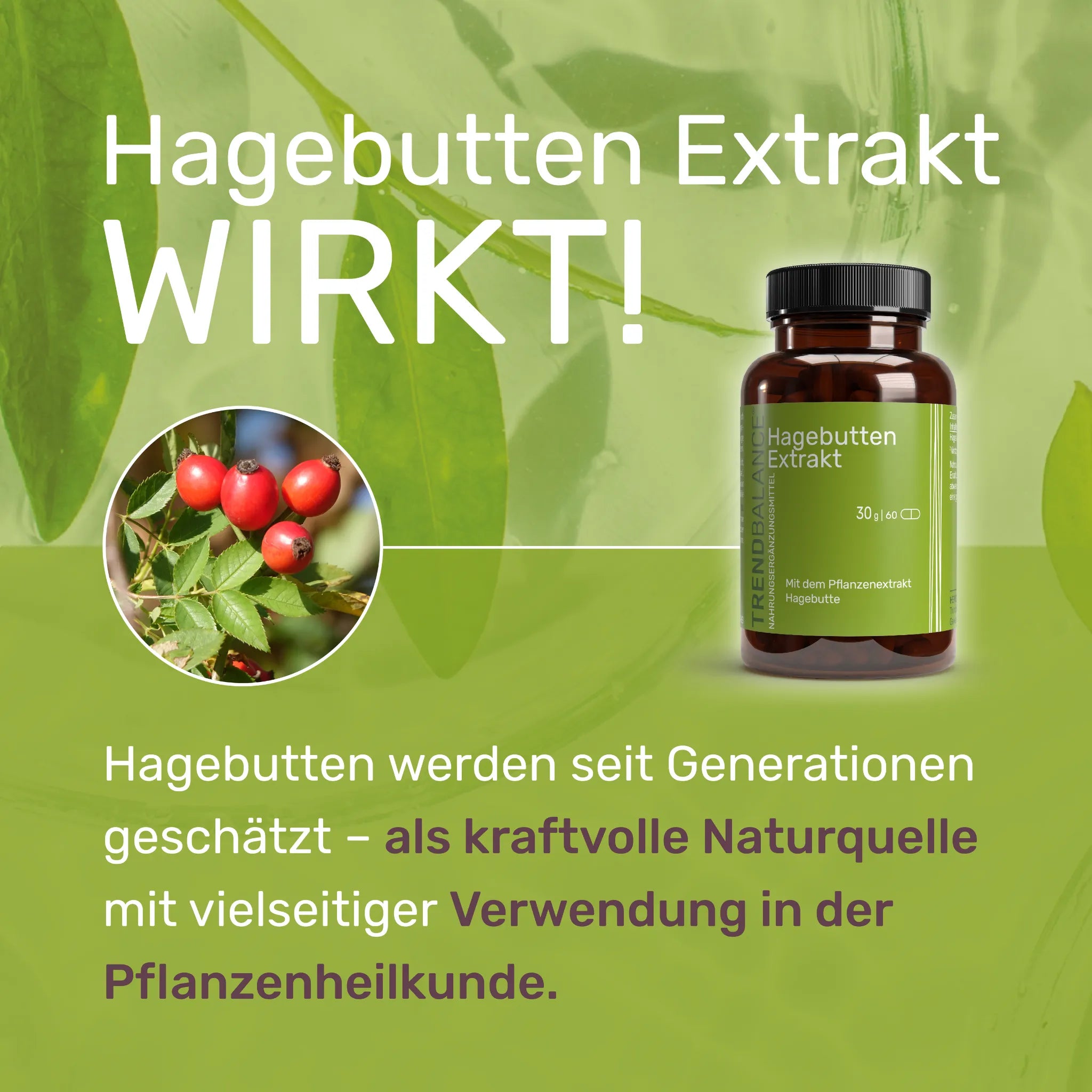 Hagebutten Extrakt Wirkt! 