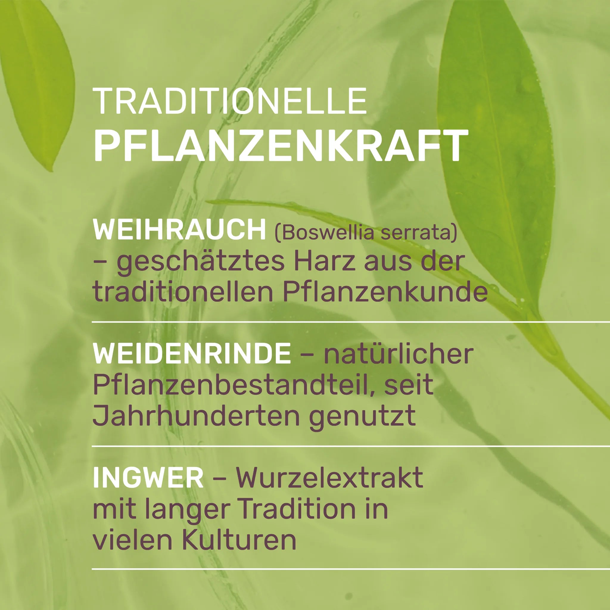 Weihrauch serrata traditionelle Pflanzenkraft 