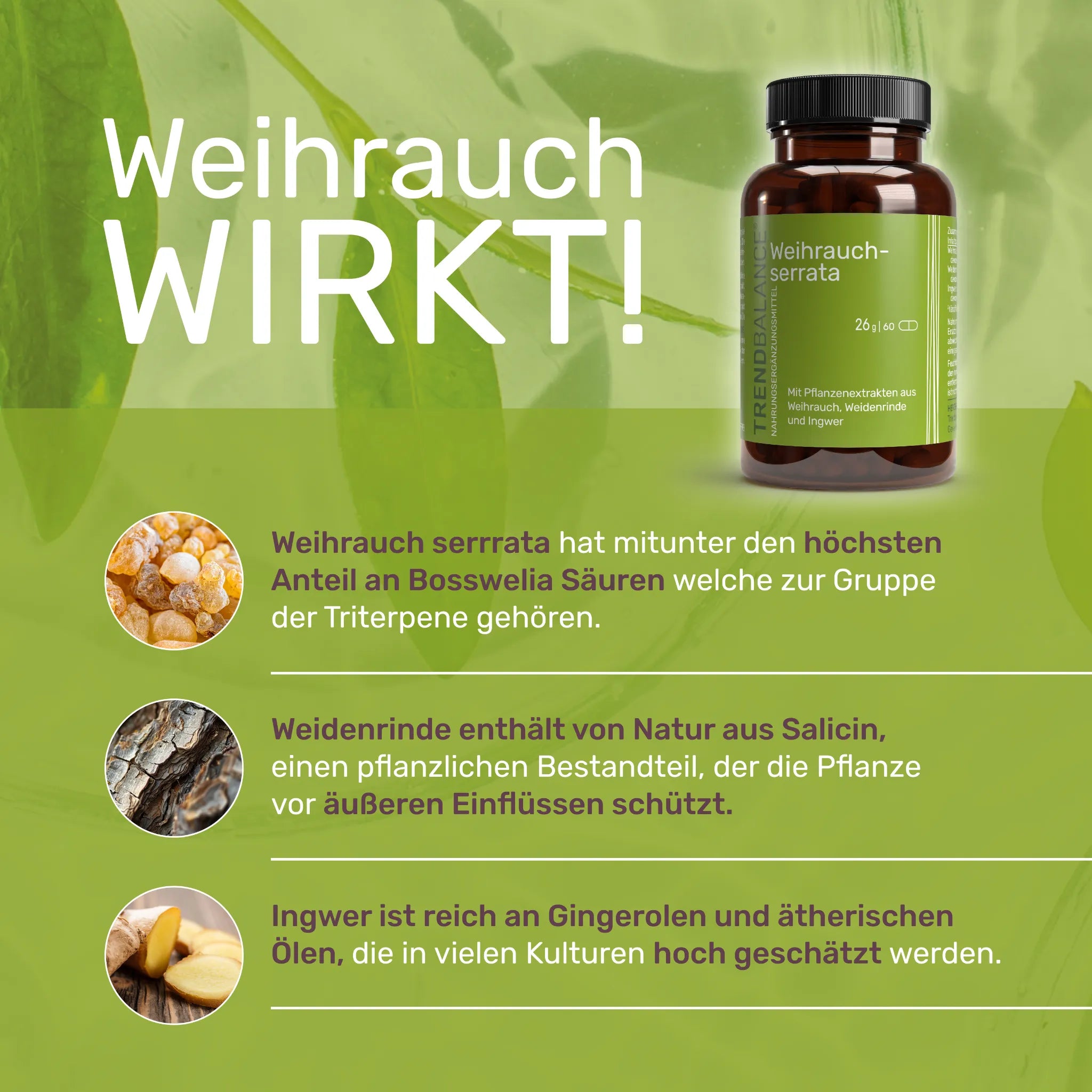 Weihrauch serrata Wirkt 